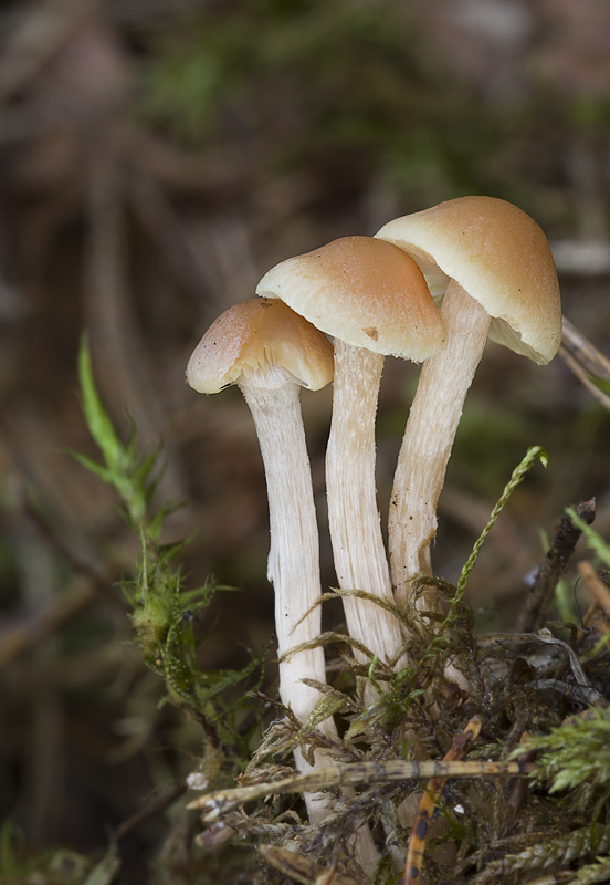 Hypholoma polytrichi